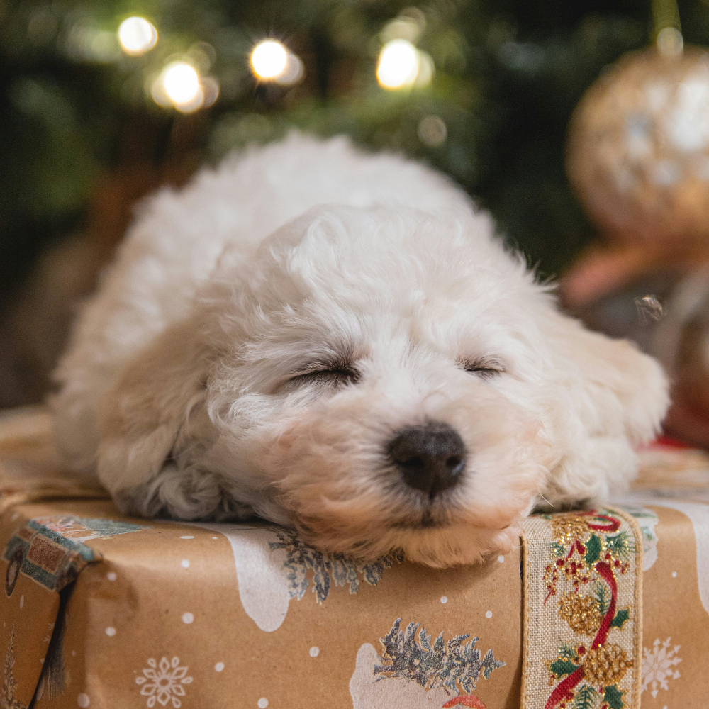 Pet Projection Necklaces Customodish