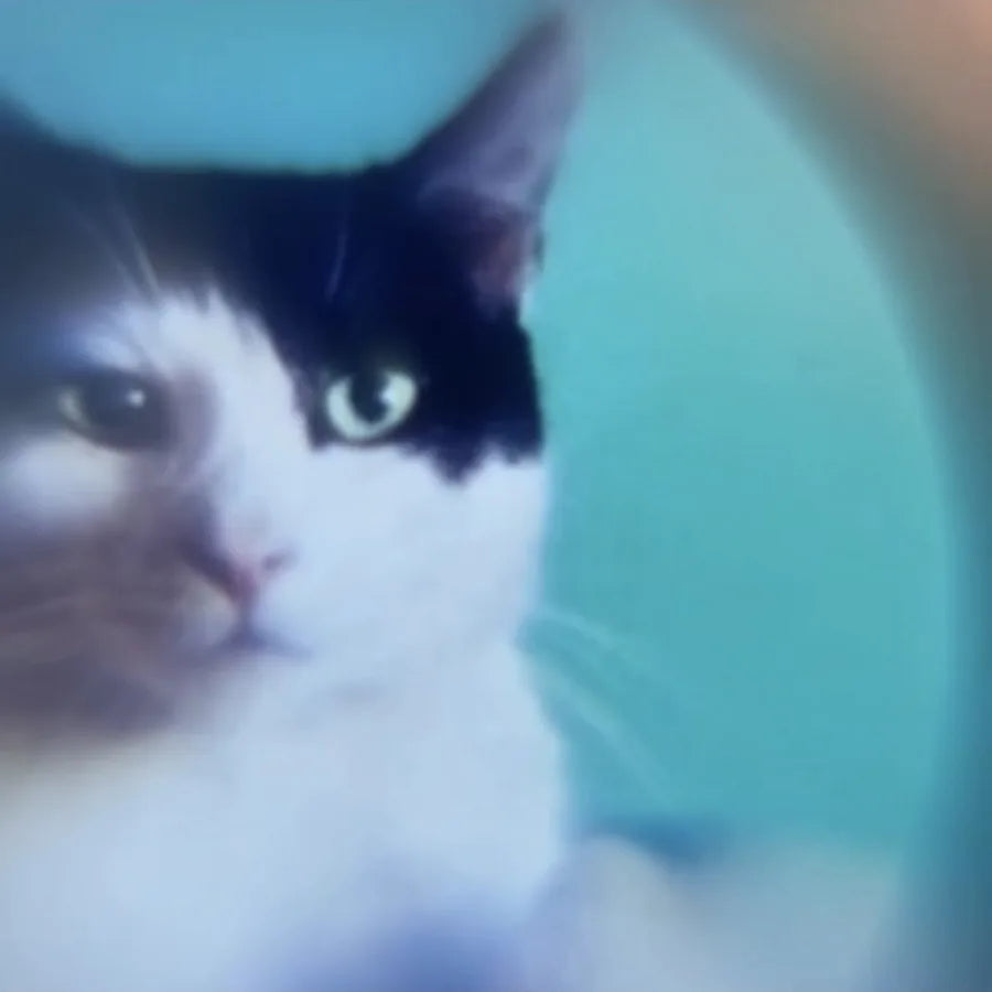 Cat photo projection necklace review