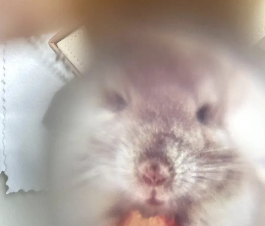 Chinchilla pet memorial projection keepsake review