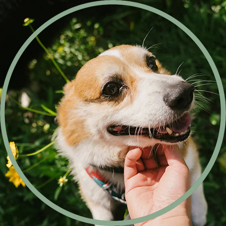 Clear pet photo with the face centered
